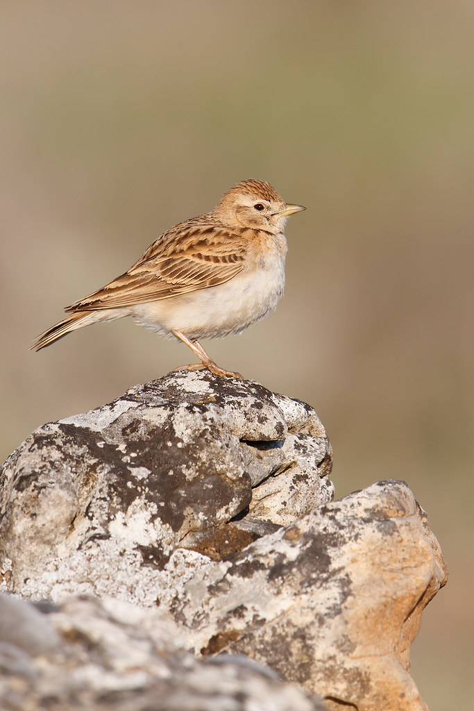 Calandrella brachydactyla | Greater Short-toed Lark | korttålärka