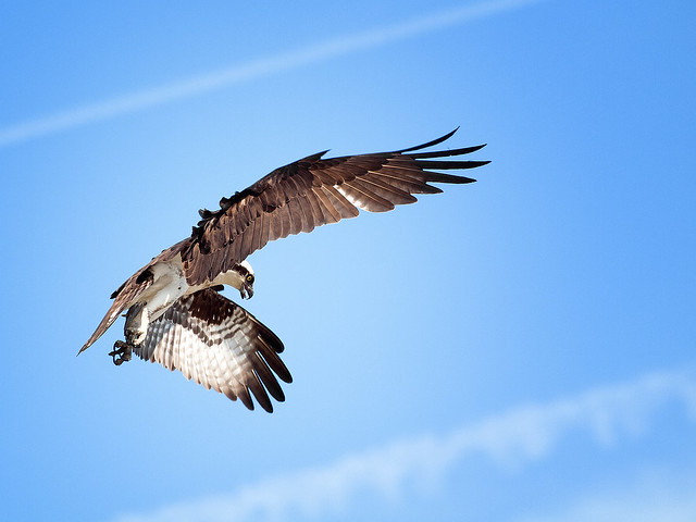 Osprey on the wing, James River, Virginia.