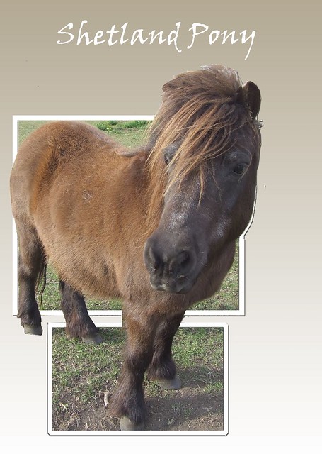 shetland pony OOB