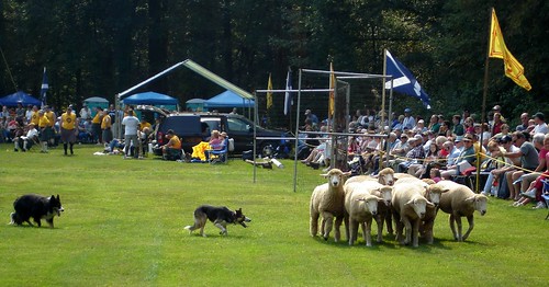 dog field sheep bordercollie ligonier highlandgames sheepherding herding