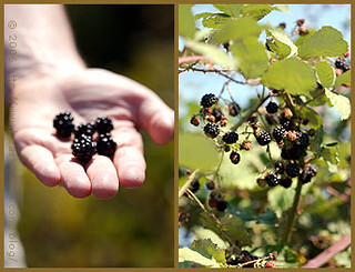 Picking Wild Blackberries in Orcas Island | by La tartine gourmande