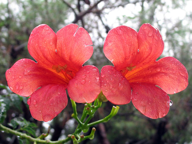 Two red flowers after summer rain