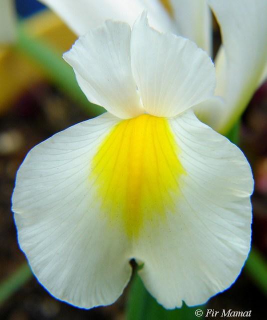 White Dutch Iris