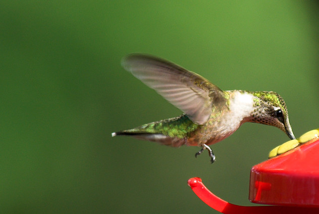 Hummingbird (D200)