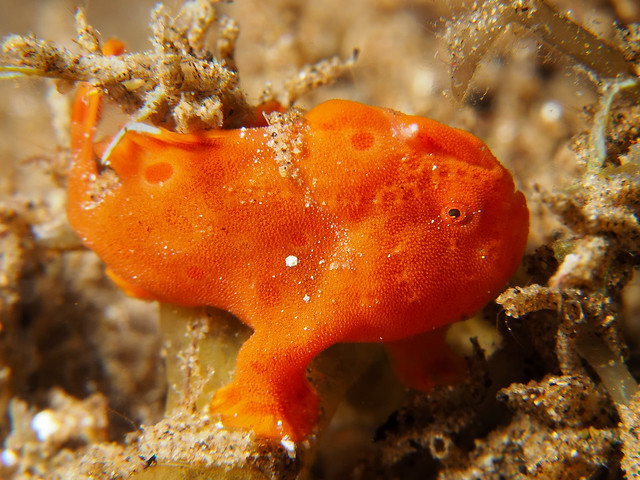 Red Frog Fish