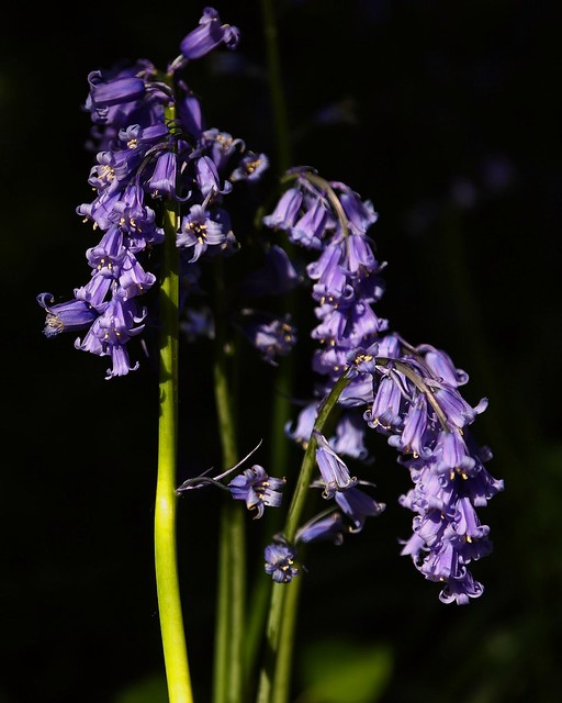 Fading Beauty.....the last of the Bluebells.