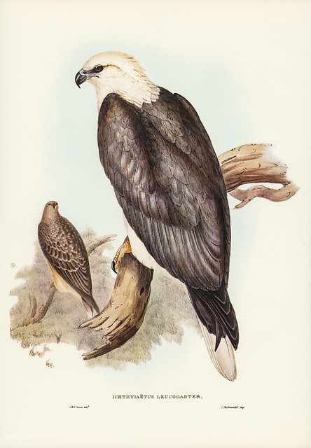 Ichthyiaetus leucosternus, Gould (White-bellied Sea Eagle)  Illustrated by Elizabeth Gould (1804–1841) for John Gould’s (1804-1881) Birds of Australia (1972 Edition, 8 volumes). One of the most celebrated publications on Ornithology worldwide, Birds of Au