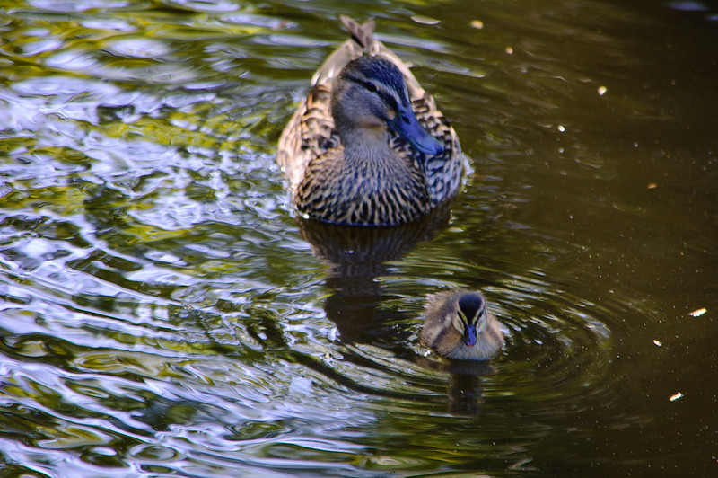 Two sets of ducklings