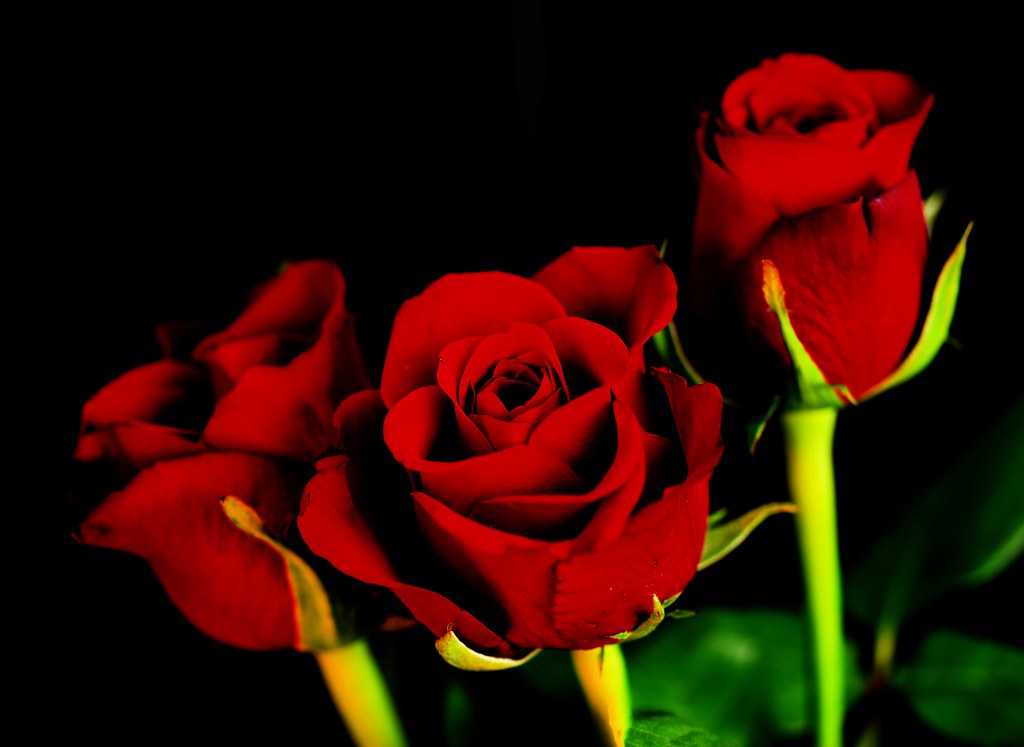 L Red Roses Red red roses | tiggerpics2010 | Flickr