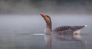 Greylag Goose in the early morning mist.