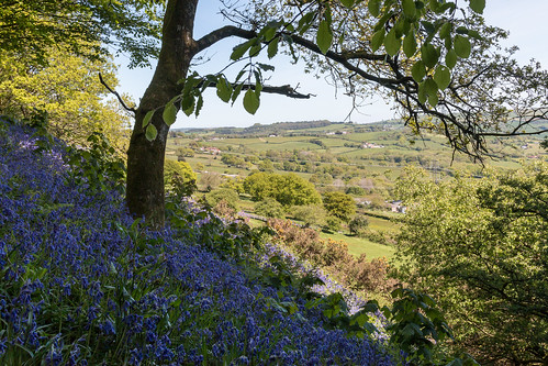 bluebells flowers tree landscape hillfort castle coneyscastle dorset