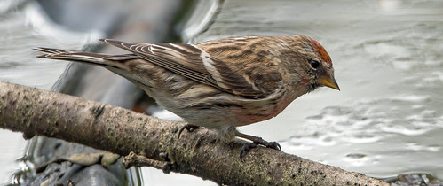Lesser Redpoll | by NickWakeling