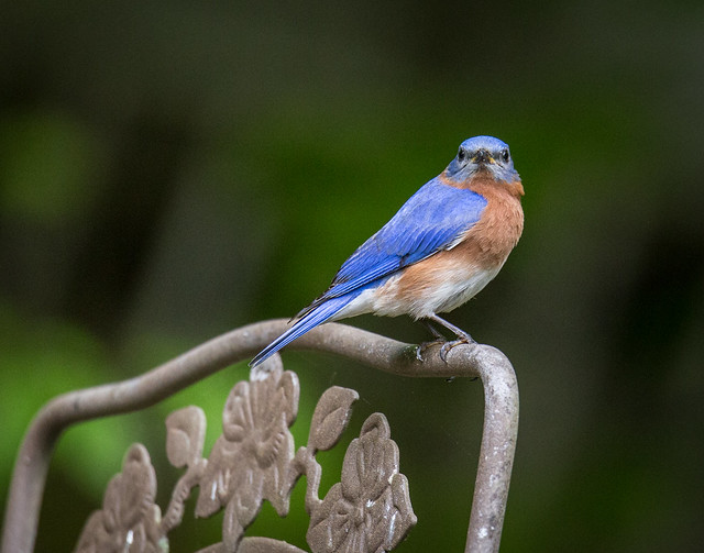 Eastern Bluebird- Perched on a garden chair