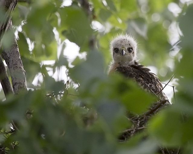 Baby Red-tailed Hawk