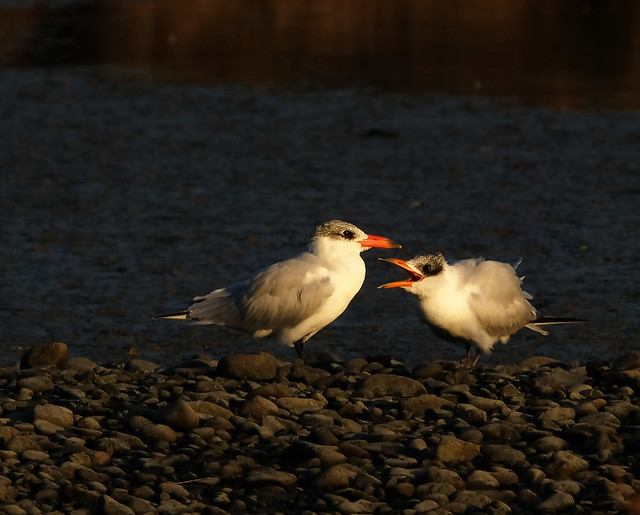 First light - Caspian tern and juvenile