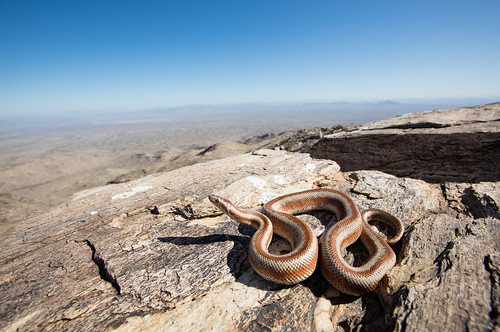boa snakes desert mountain arizona explore