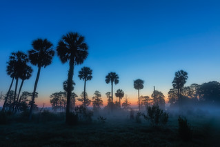Foggy Florida Dawn
