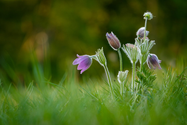 Wild Pulsatilla and some small insects...