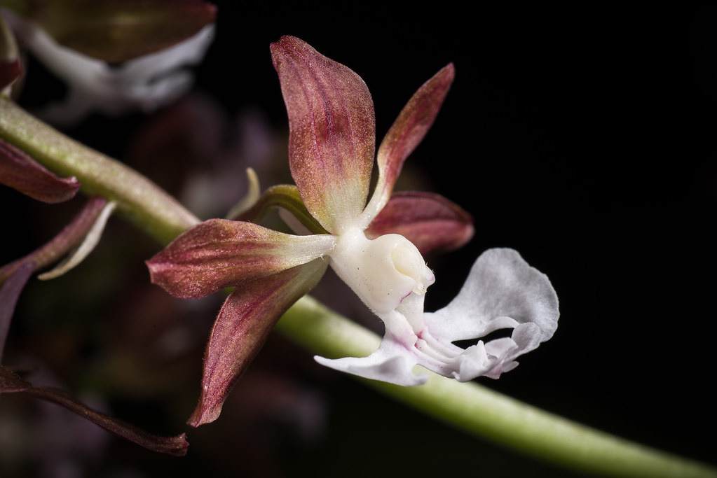 [Aomori, Japan] Calanthe discolor Lindl., Sert. Orchid.: t. 9 (1838)