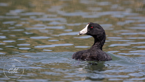 American Coot | by Cminor_photography