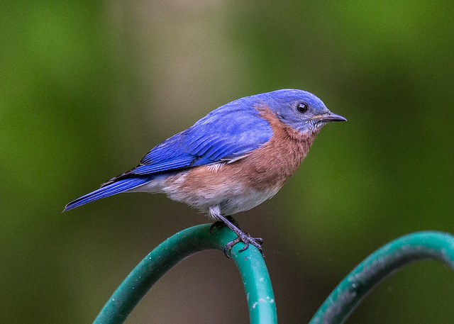 Eastern Bluebird #4