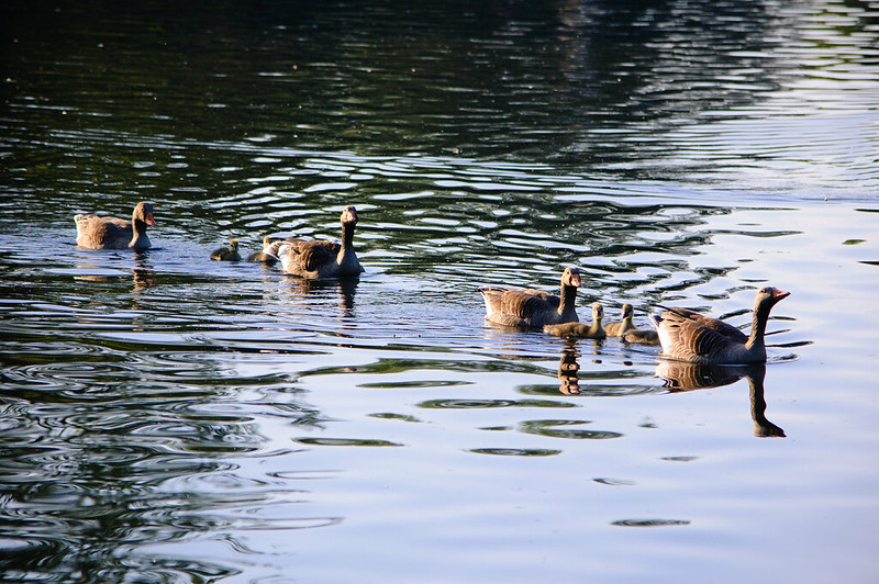 Greylag families in convoy, West Park