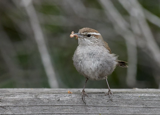 Bewick’s Wren (Thryomanes bewickii)