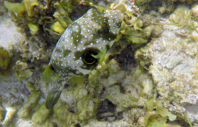 Arothron hispidus / White-spotted puffer
