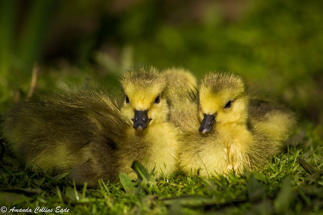 Curious Canada Goslings giving me some exclusive cuteness time!