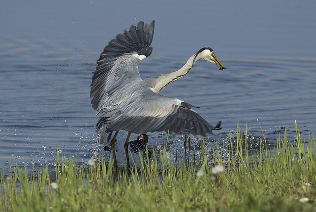 Heron - Attacked by a... Coot!