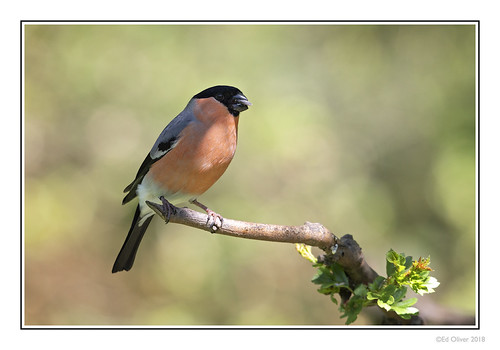 Bullfinch by Seven_Wishes, If you have time the view on <a href="#//www.flickr.com/photos/7wishes/41179249365/in/dateposted-pub