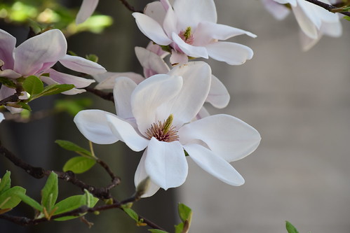 May Magnolia