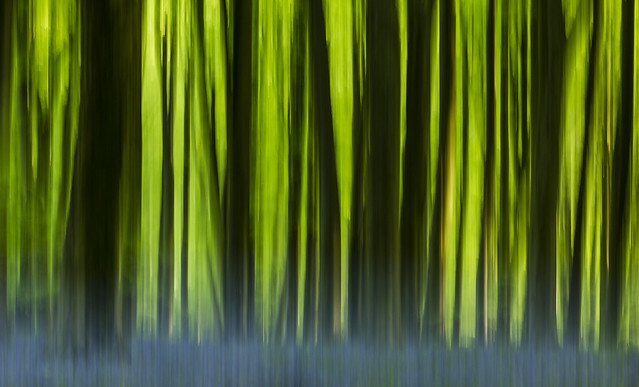 Micheldever Woods Abstract