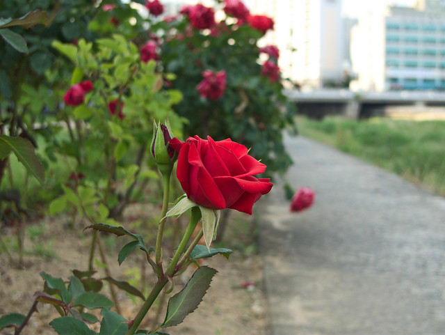 City roses. (Lumix DMC-LX3 sample photo)
