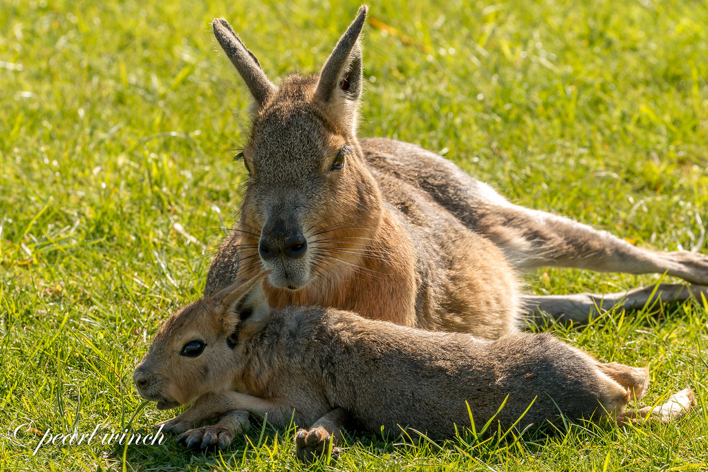 mother and baby  Mara
