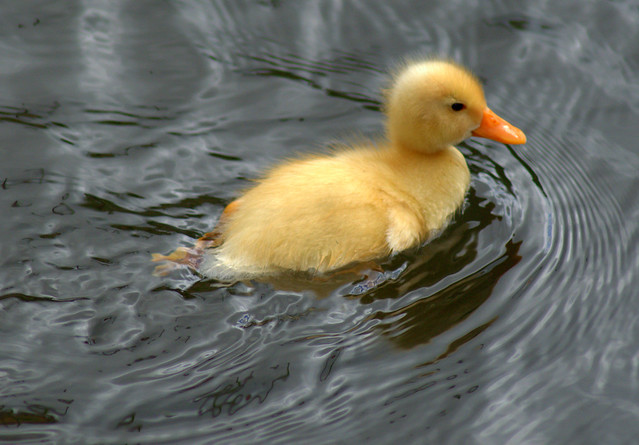 Yellow baby duck