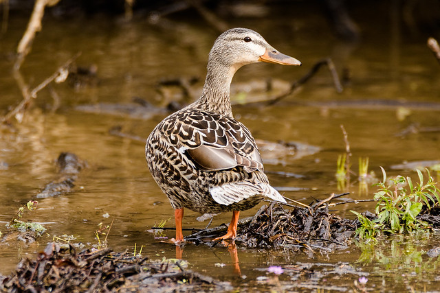Mallard Duck (Anas platyrhynchos) (F)