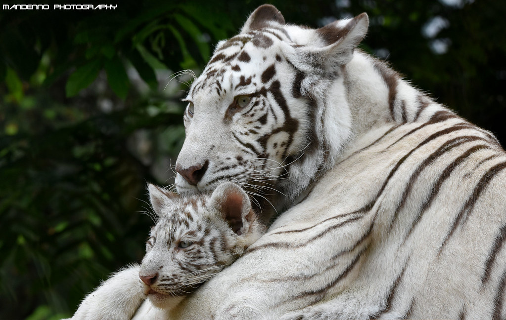 Bengal White Tigers - Zoo Amneville