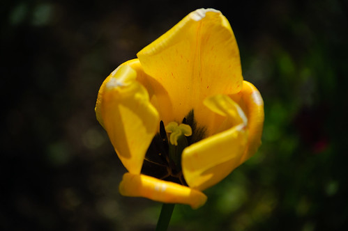 Tulip, flowering