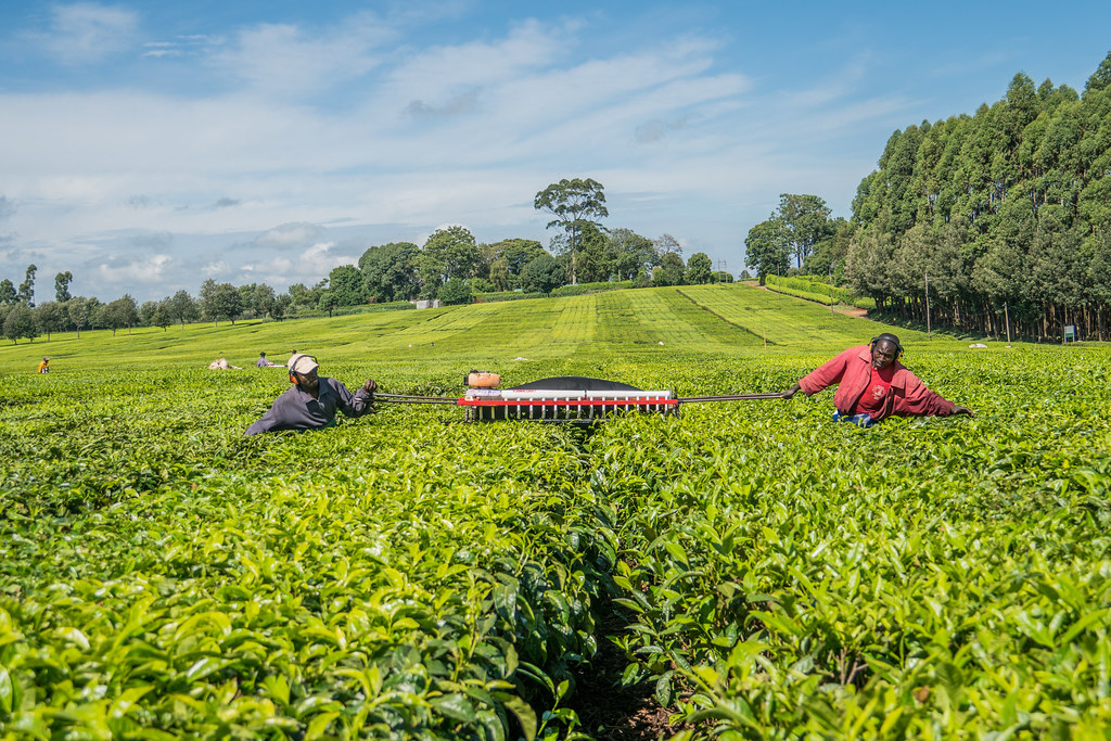 Mechanized Tea Harvesting, Finlays Tea Estate, Koricho.