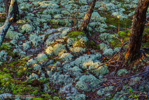 hdr hiking howardmill lancing landscape lillybluffoverlook nationalpark nature overlook sonya6500 sonyimages spring sunrise tennessee unitedstates wildtn wildtennessee outdoors camera:make=sony exif:lens=epz18105mmf4goss geo:country=unitedstates exif:make=sony geo:lon=84717775 geo:state=tennessee geo:city=lancing exif:aperture=ƒ56 geo:lat=36100885 exif:isospeed=200 geo:location=howardmill exif:focallength=45mm camera:model=ilce6500 exif:model=ilce6500