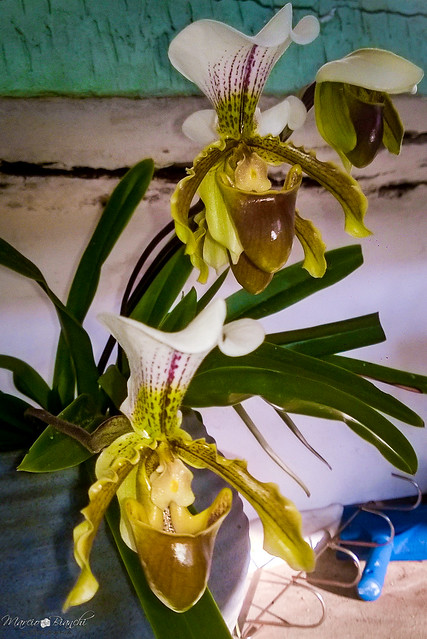 Orquídea Sapatinho (paphiopedilum Leeanum)