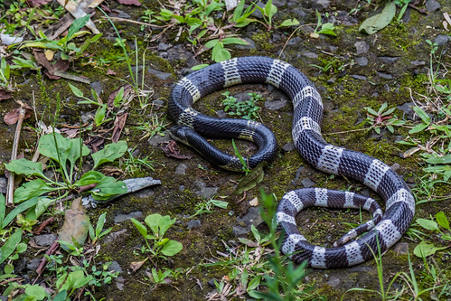 animal reptile venomous snake malayan krait bungarus candidus serpent elapid elapidae