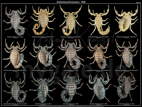 The Androctonus Poster | by mygale.de