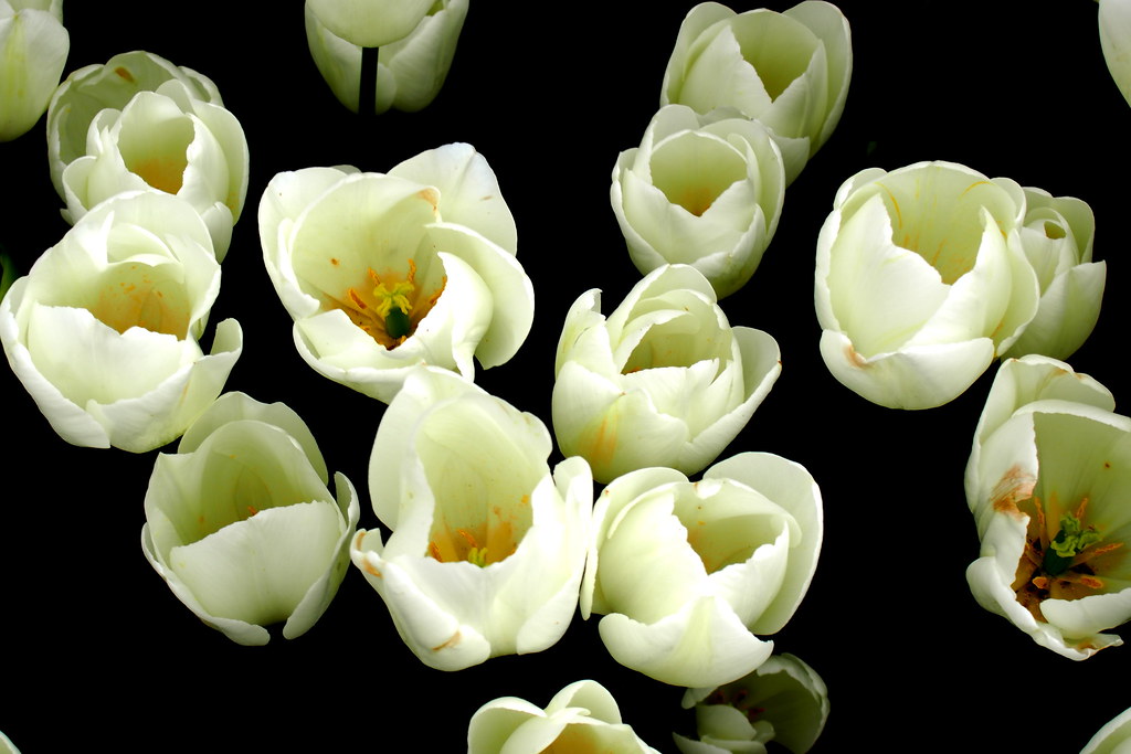 Tulips | OLYMPUS DIGITAL CAMERA | Fatih Boyalı | Flickr