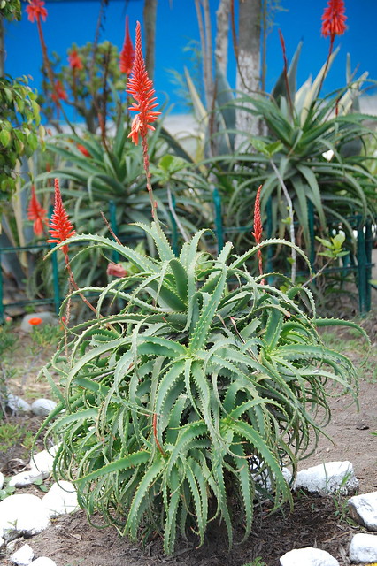 00009 Aloe arborescens, planta pulpo