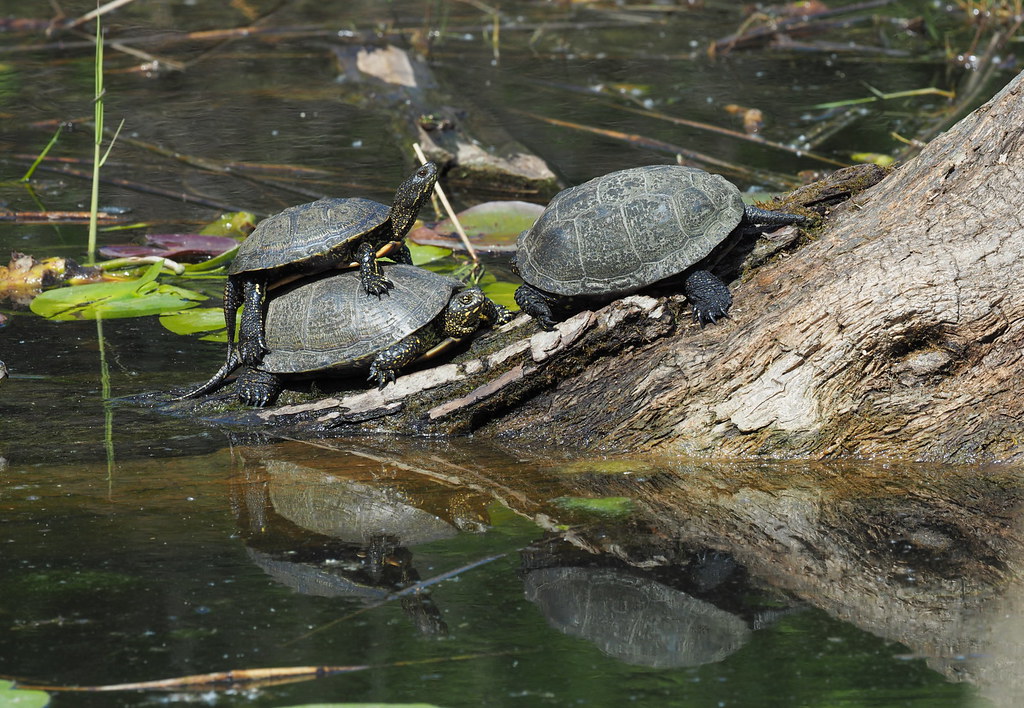 Europäische Sumpfschildkröte | Nationalpark Donauauen | Flickr