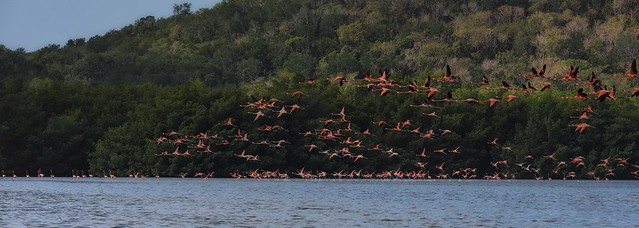 A flock of American flamingos