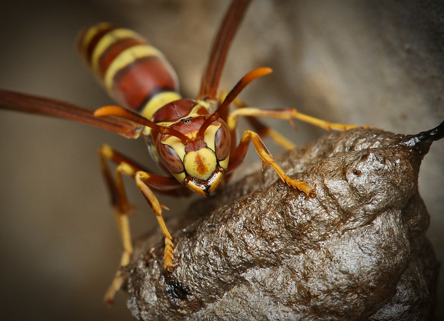 Wasp1