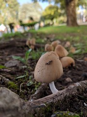 mushrooms hongos